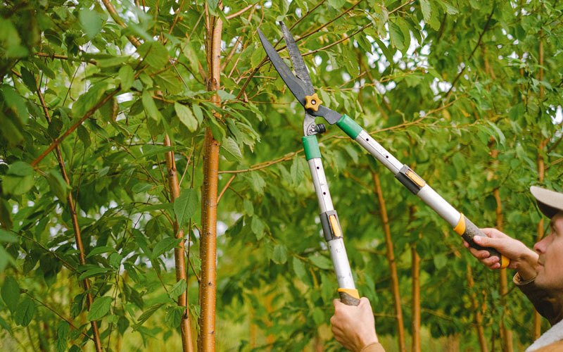 Tree trimming in Wallowa, OR